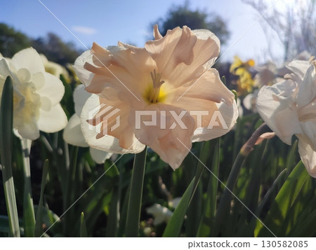 Beautiful blooming narcissus flower on sunny spring day. Varietal flower of narcissus variety Apricot Whirl. Pink petals on white petals in inflorescence with stamens on green stem leaves in ground Beautiful blooming narcissus flower on sunny spring day. Varietal flower of narcissus variety Apricot Whirl. Pink petals on white petals in inflorescence with stamens on green stem leaves in ground 130582085