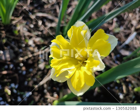 Beautiful blooming narcissus flower on sunny spring day. Varietal flower of narcissus variety Banana Splash. Yellow carved petals on white petals in inflorescence with stamens on green stem and leaves 130582088