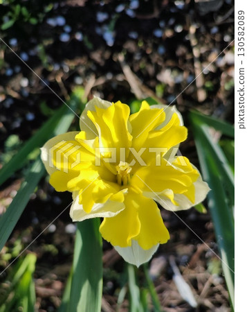 Beautiful blooming narcissus flower on sunny spring day. Varietal flower of narcissus variety Banana Splash. Yellow carved petals on white petals in inflorescence with stamens on green stem and leaves Beautiful blooming narcissus flower on sunny spring day. Varietal flower of narcissus variety Banana Splash. Yellow carved petals on white petals in inflorescence with stamens on green stem and leaves 130582089