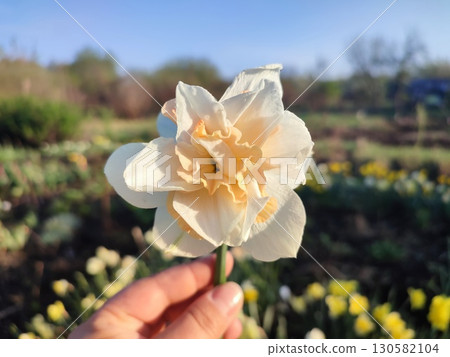 Person holding blossoming daffodil flower in hand. Blooming narcissus with white orange petals in hand on background blurred of earth, green grass, trees and flowers on sunny spring morning. Nature. 130582104