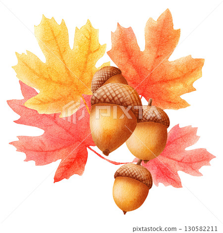 Watercolor acorn and autumn leaves illustration Autumn plant material 130582211