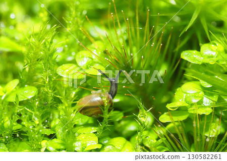 A type of sea snail (adult snail, approximately 3 mm) 130582261