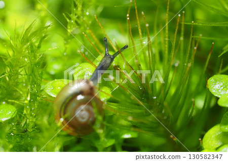 A type of sea snail (adult snail, approximately 3 mm) 130582347