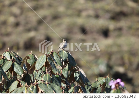 Korean Skylark Korean Skylark 130582348