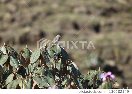 Korean Skylark Korean Skylark 130582349