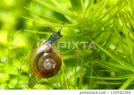 A type of sea snail (adult snail, approximately 3 mm) 130582368