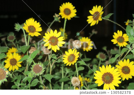 KITTE 花園屋頂上的黃色花朵 KITTE 花園屋頂上的黃色花朵 130582378