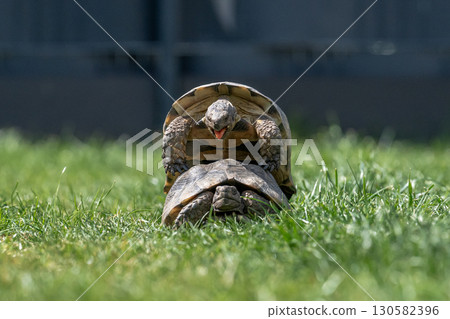 Testudo Marginata Breitrandschildkroete im Freilauf bei Paarung Vermehrung als Paar durch Reiten Aufstieg Turtle Testudo Marginata Breitrandschildkroete im Freilauf bei Paarung Vermehrung als Paar durch Reiten Aufstieg Turtle 130582396