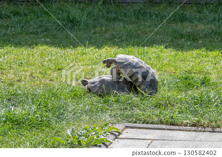 Testudo Marginata Breitrandschildkroete im Freilauf bei Paarung Vermehrung als Paar durch Reiten Aufstieg Turtle 130582402