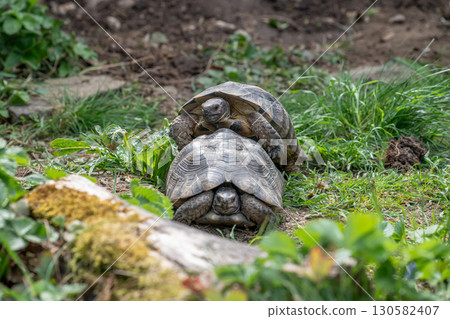 Testudo Marginata Breitrandschildkroete im Freilauf bei Paarung Vermehrung als Paar durch Reiten Aufstieg Turtle Testudo Marginata Breitrandschildkroete im Freilauf bei Paarung Vermehrung als Paar durch Reiten Aufstieg Turtle 130582407