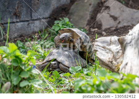 Testudo Marginata Breitrandschildkroete im Freilauf bei Paarung Vermehrung als Paar durch Reiten Aufstieg Turtle 130582412