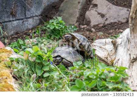 Testudo Marginata Breitrandschildkroete im Freilauf bei Paarung Vermehrung als Paar durch Reiten Aufstieg Turtle Testudo Marginata Breitrandschildkroete im Freilauf bei Paarung Vermehrung als Paar durch Reiten Aufstieg Turtle 130582413
