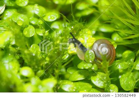 A type of sea snail (adult snail, approximately 3 mm) 130582449