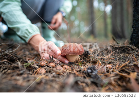 Hands of woman picking edible porcini mushroom, closeup. Outdoor recreation, walk in autumn forest. Hands of woman picking edible porcini mushroom, closeup. Outdoor recreation, walk in autumn forest. 130582528