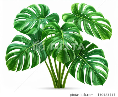 Lush Green Monstera Plant with Large Leaves on White Background 130583141