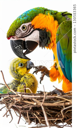 Blue Yellow Macaw Feeding Chick in Nest Blue Yellow Macaw Feeding Chick in Nest 130583365
