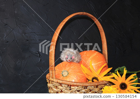 Autumn background with seasonal berries, pumpkins in a basket and autumn nature flowers on black boards, mouse toy on a pumpkin, copy space, flat lay. Happy Thanksgiving Concept Autumn background with seasonal berries, pumpkins in a basket and autumn nature flowers on black boards, mouse toy on a pumpkin, copy space, flat lay. Happy Thanksgiving Concept 130584154