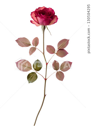 Single dried elegant rose with delicate petals, vintage botanical specimen isolated on transparent background Single dried elegant rose with delicate petals, vintage botanical specimen isolated on transparent background 130584295