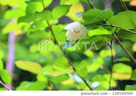 Refreshing Magnolia sieboldii flowers Refreshing Magnolia sieboldii flowers 130584504