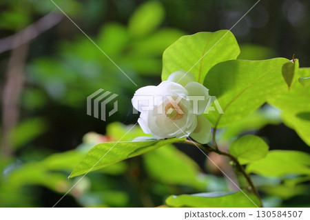 Refreshing Magnolia sieboldii flowers Refreshing Magnolia sieboldii flowers 130584507
