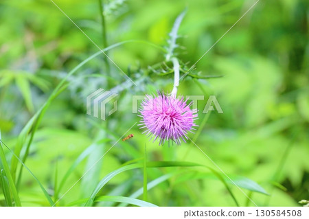 沒有風景花 沒有風景花 130584508