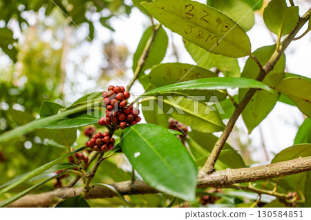 Red fruits of the female holly tree, Hagaki tree 130584851