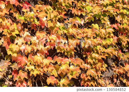 Autumn leaves of ivy 130584852