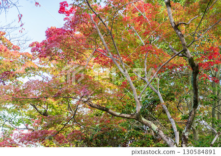 京都鷹峰常勝寺的秋葉 京都鷹峰常勝寺的秋葉 130584891