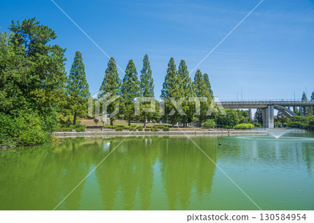 Johoku Park's rows of metasequoia trees (Osaka) 130584954
