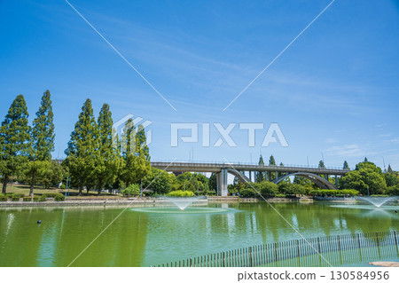 城北公園的水杉樹(大阪) 城北公園的水杉樹(大阪) 130584956