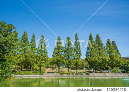 城北公園的水杉樹(大阪) 城北公園的水杉樹(大阪) 130584958