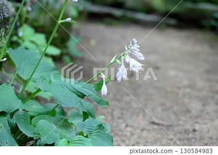 清爽的玉簪花 清爽的玉簪花 130584983