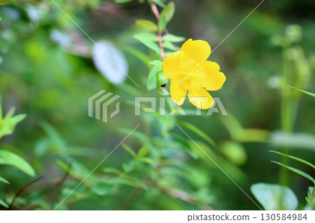 Bright goldenrod flowers 130584984