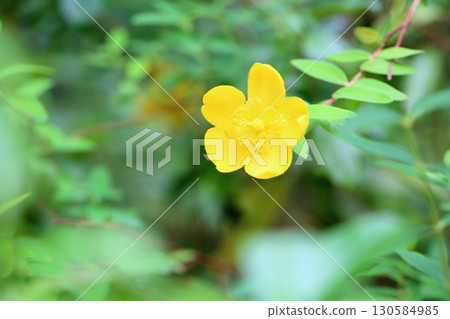 Bright goldenrod flowers Bright goldenrod flowers 130584985
