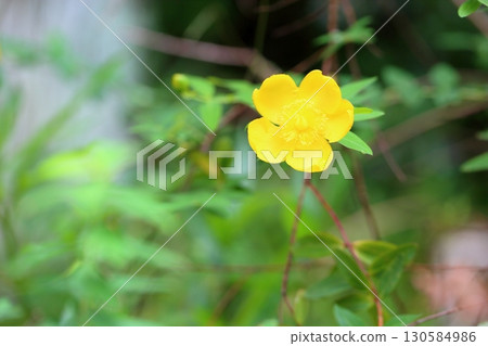 Bright goldenrod flowers Bright goldenrod flowers 130584986