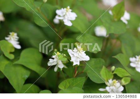Cute double-flowered Houttuynia cordata flower 130584988