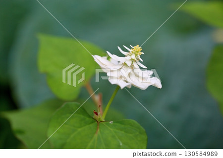 Cute double-flowered Houttuynia cordata flower Cute double-flowered Houttuynia cordata flower 130584989