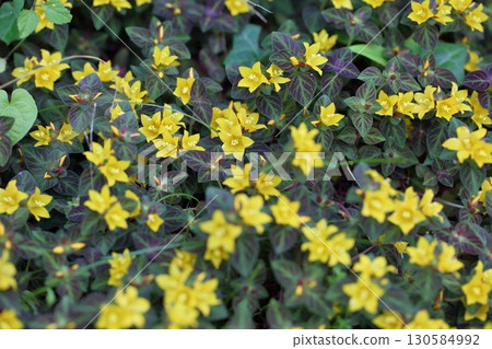 Cute small flower Lysimachia Midnight Sun 130584992