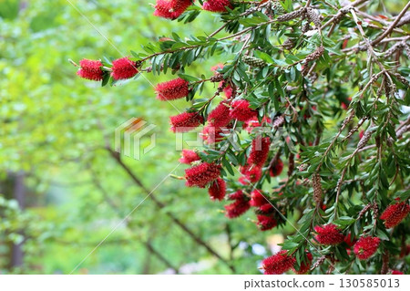 Vivid bottlebrush flowers 130585013