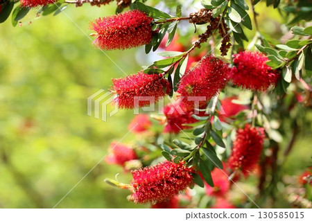Vivid bottlebrush flowers Vivid bottlebrush flowers 130585015