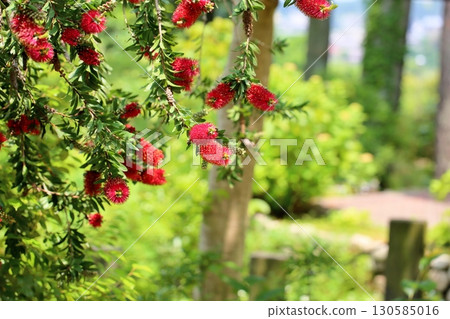 Vivid bottlebrush flowers 130585016