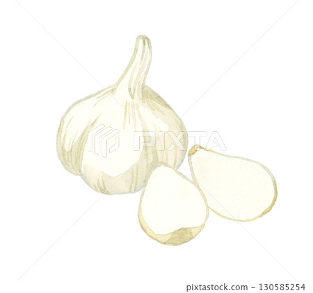 Garlic - Hand-drawn watercolor illustration of vegetables and condiments 130585254
