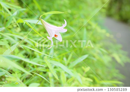 Refreshing lily flower 130585289
