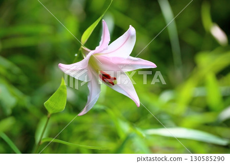 Refreshing lily flower Refreshing lily flower 130585290