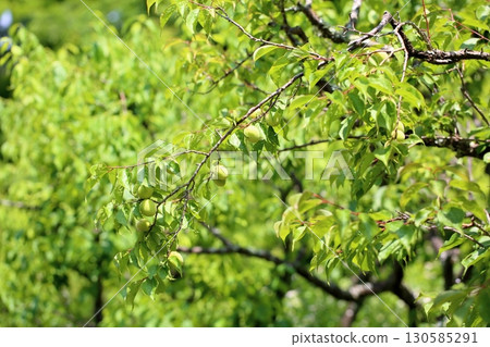Colorful plum fruit 130585291