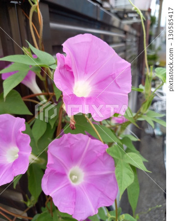 街角盛開的牽牛花 130585417