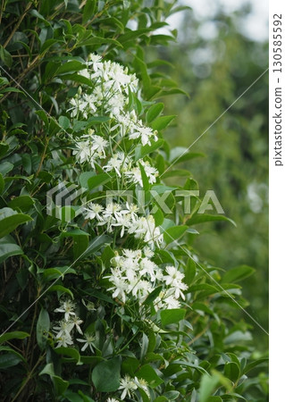 鼠尾草的白色花朵 鼠尾草的白色花朵 130585592
