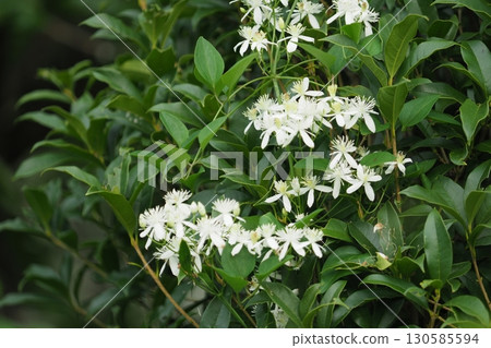 鼠尾草的白色花朵 鼠尾草的白色花朵 130585594
