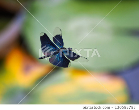 Butterfly dragonfly flying near the water 130585785