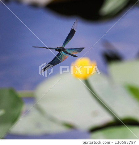 Butterfly dragonfly flying near the water 130585787